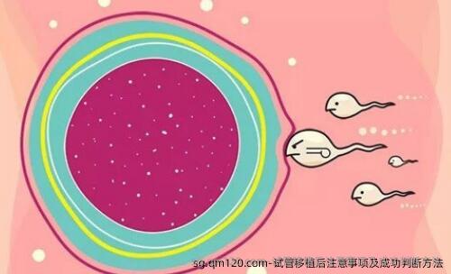 试管移植后注意事项及成功判断方法