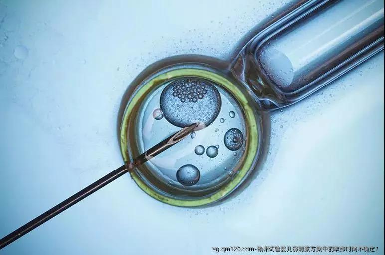 赣州试管婴儿微刺激方案中的卵泡取出时间不确定？