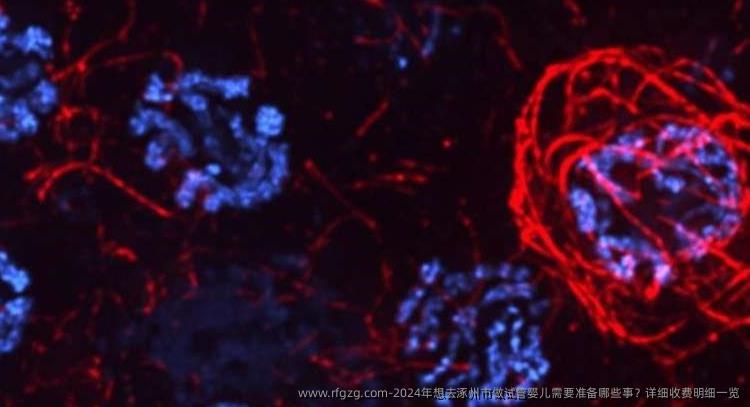 2024年想去涿州市做试管婴儿需要准备哪些事？详细收费明细一览