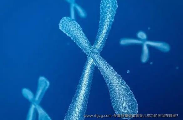 多囊卵巢做试管婴儿成功的关键在哪里？