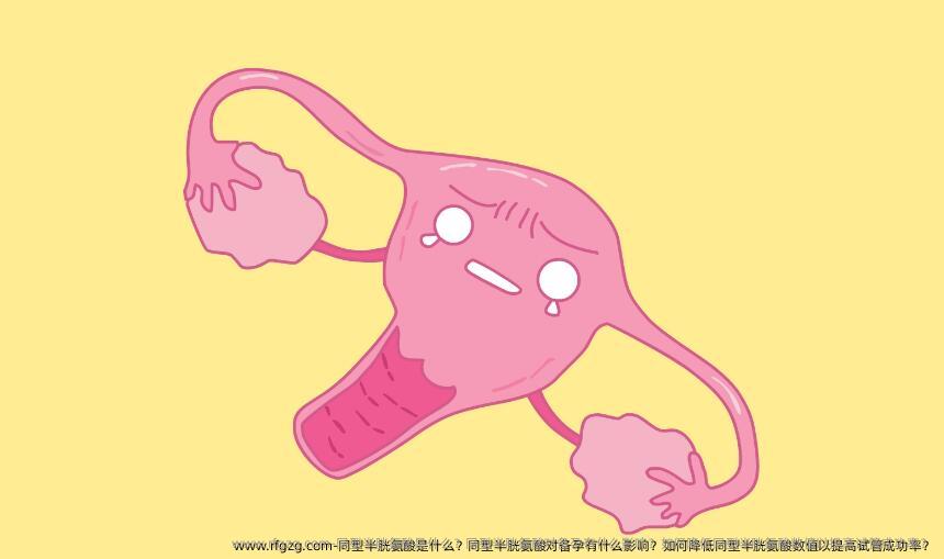 同型半胱氨酸是什么？同型半胱氨酸对备孕有什么影响？如何降低同型半胱氨酸数值以提高试管成功率？