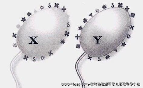 吉林市做试管婴儿要准备多少钱