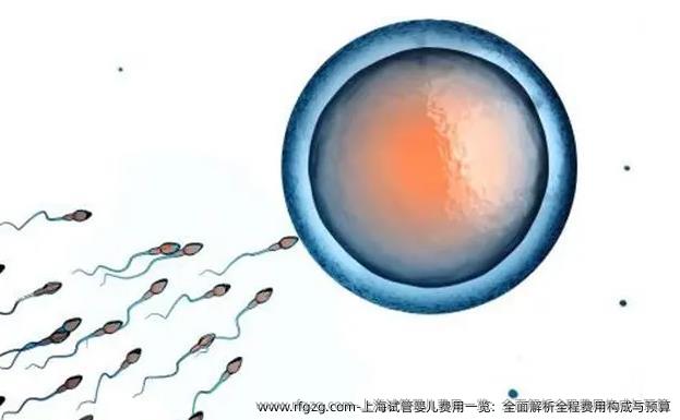 上海试管婴儿费用一览：全面解析全程费用构成与预算
