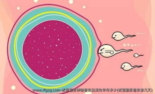 试管囊胚移植着床后成功率有多少(试管囊胚着床要几天)