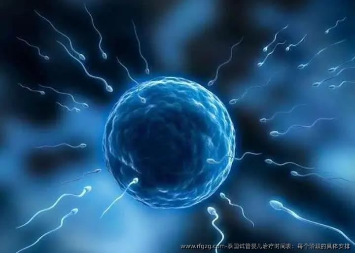 泰国试管婴儿治疗时间表：每个阶段的具体安排