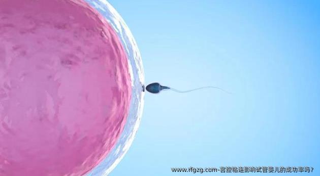宫腔粘连影响试管婴儿的成功率吗？