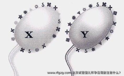 北京试管婴儿怀孕后需要注意什么？