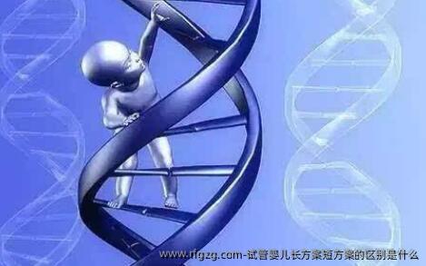试管婴儿长方案短方案的区别是什么