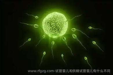 试管婴儿和特需试管婴儿有什么不同