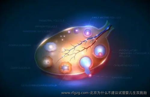 北京为什么不建议试管婴儿生双胎