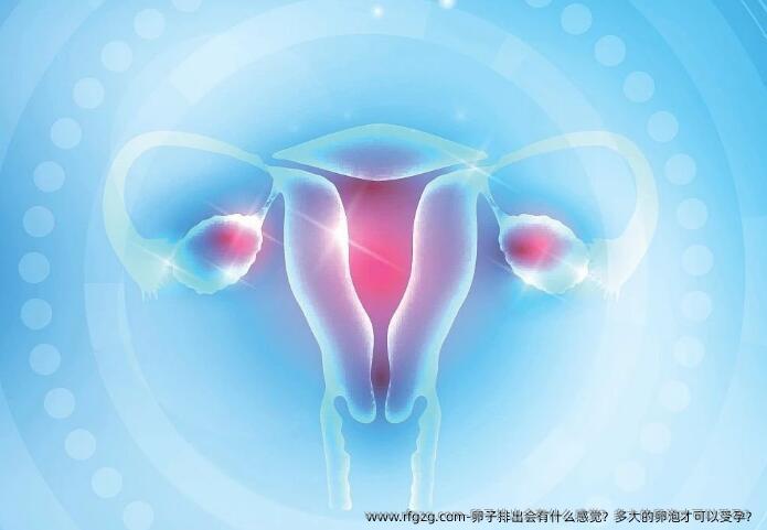 卵子排出会有什么感觉？多大的卵泡才可以受孕？
