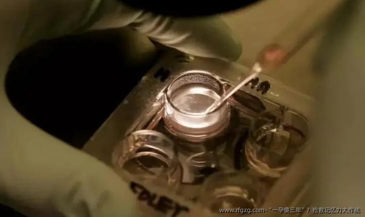 “一孕傻三年”？抢救记忆力大作战