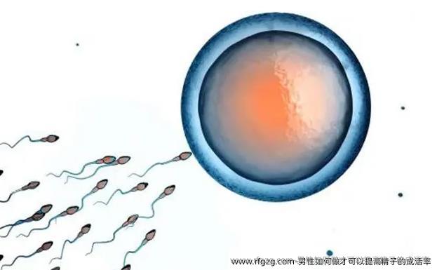 男性如何做才可以提高精子的成活率