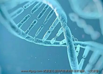 试管婴儿促排药物果纳芬注射全解，一文读懂！