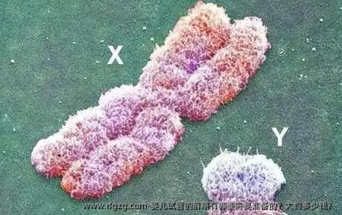婴儿试管的前期有哪些需要准备的？大约多少钱？