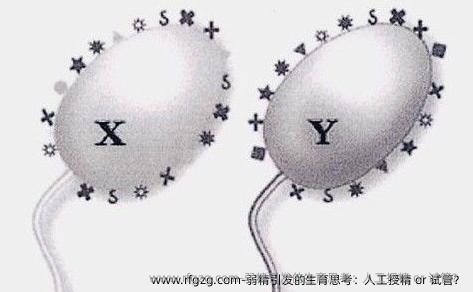 弱精引发的生育思考：人工授精 or 试管？