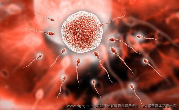 2025扬州试管婴儿费用多少，6大项目具体花费一览