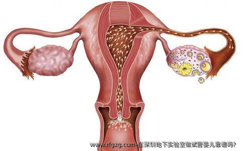 在深圳私立实验室做试管婴儿靠谱吗？