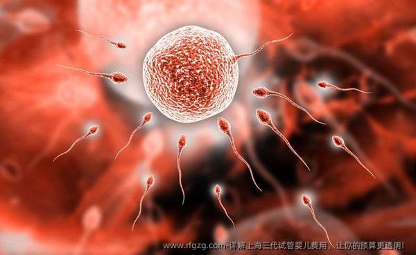 详解上海三代试管婴儿费用，让你的预算更透明！