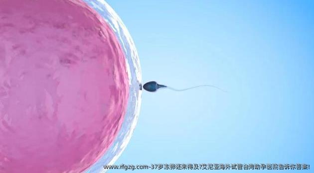 37岁雪藏卵还来得及?艾尼亚海外试管台湾助孕医院告诉你答案!