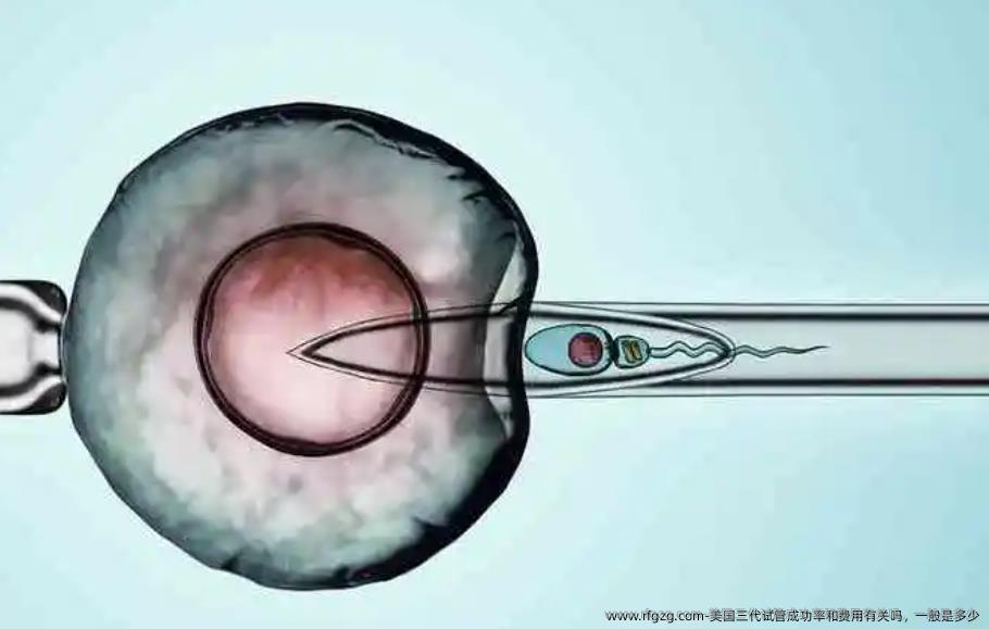 美国三代试管成功率和费用有关吗，一般是多少
