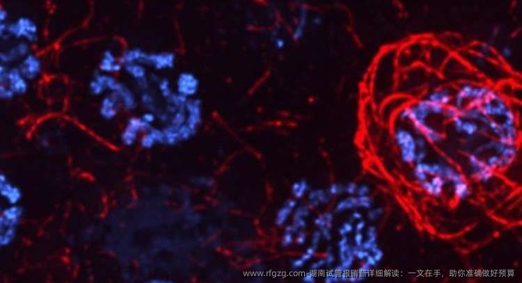 湖南试管报销新详细解读：一文在手，助你准确做好预算