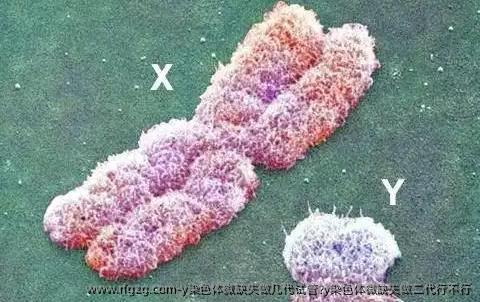 y染色体微缺失做几代试管?y染色体微缺失做二代行不行