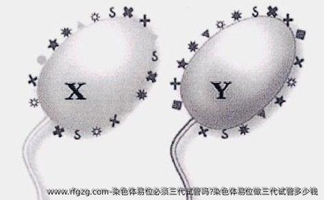 染色体易位必须三代试管吗?染色体易位做三代试管多少钱