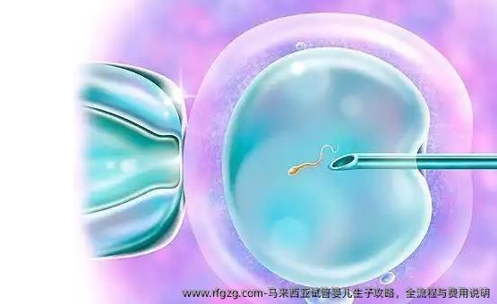 马来西亚试管婴儿生子攻略，全流程与费用说明