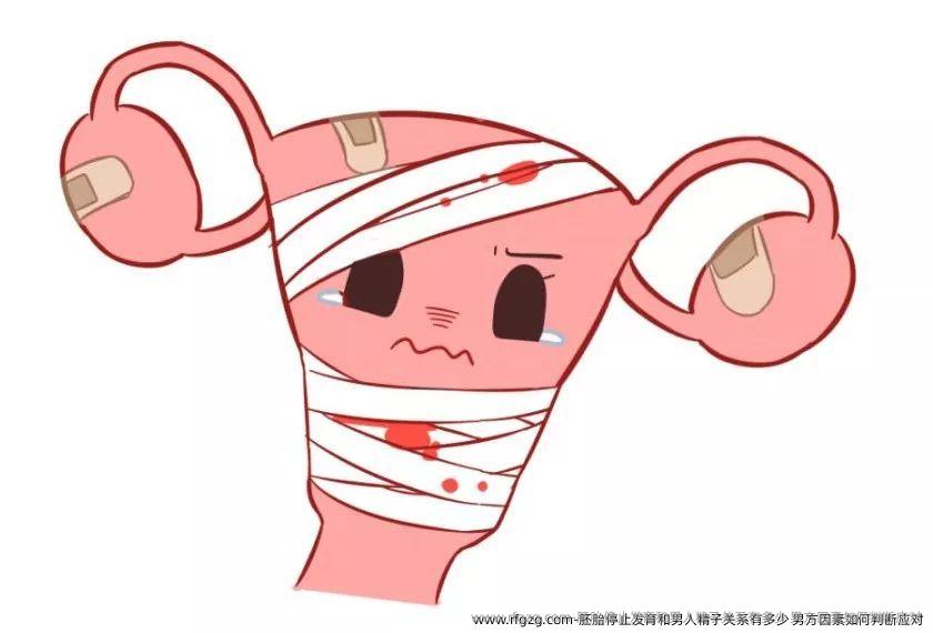 胚胎停止发育和男人精子关系有多少?男方因素如何判断应对?