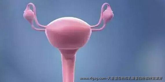 大豆蛋白粉和乳清蛋白粉哪种效果好