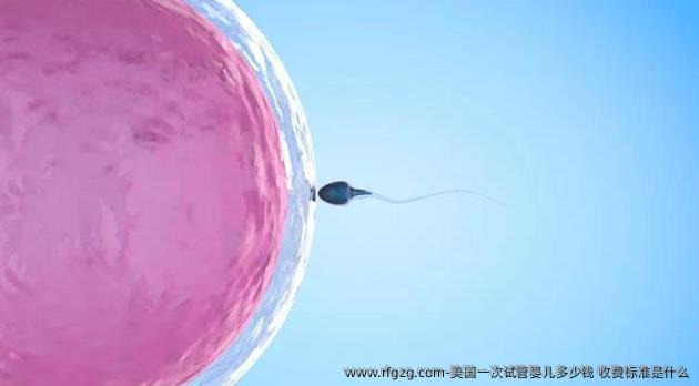 美国一次试管婴儿多少钱？收费标准是什么