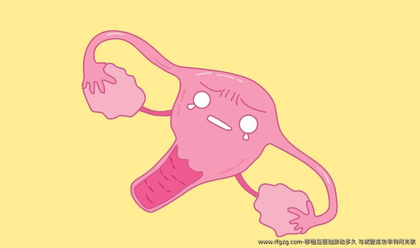 移植后胚胎游动多久？与试管成功率有何关联