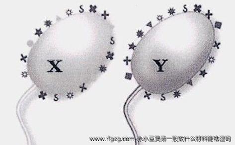 赤小豆煲汤一般放什么材料能祛湿吗？