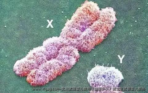 北京试管婴儿费用明细表多少？附北京试管婴儿费用