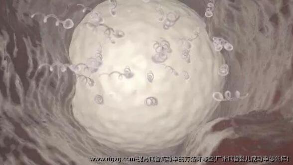 提高试管成功率的方法有哪些(广州试管婴儿成功率怎么样)