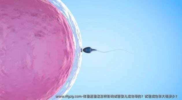 体重超重是怎样影响试管婴儿成功率的？试管成功率大概多少？