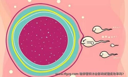 输卵管积水会影响试管成功率吗？