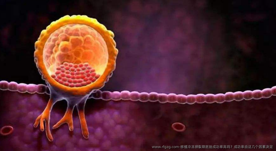 移植冷雪藏卵裂期胚胎成功率高吗？成功率由这几个因素决定