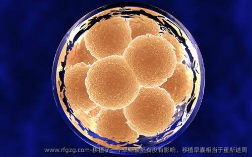 移植了一个早期囊胚有没有影响，移植早囊相当于重新进周