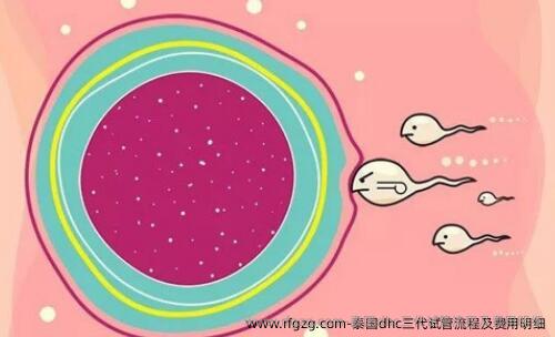 泰国dhc三代试管流程及费用明细
