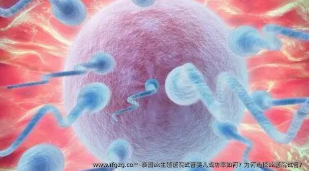 泰国ek生殖医院试管婴儿成功率如何？为何选择ek医院试管？