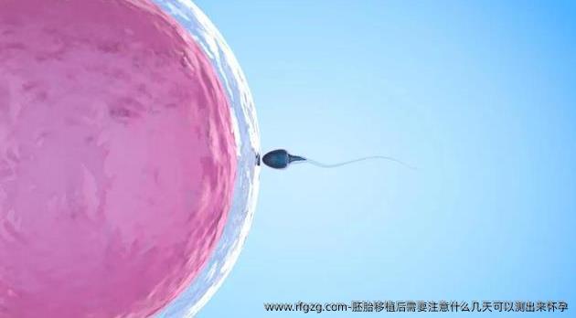胚胎移植后需要注意什么几天可以测出来怀孕