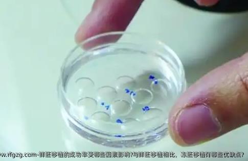 鲜胚移植的成功率受哪些因素影响?与鲜胚移植相比，冻胚移植有哪些优缺点?