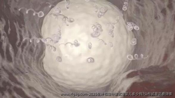 2025在呼和浩特做试管婴儿多少钱?公布试管花费详情