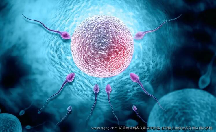试管胎停后多久进周末医院,试管婴儿胎停后多久可以再次移植