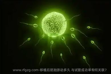 移植后胚胎游动多久 与试管成功率有何关联？