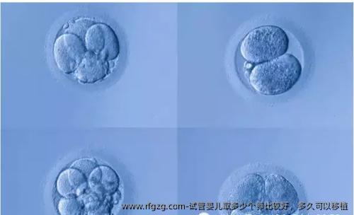试管婴儿取多少个卵比较好，多久可以移植