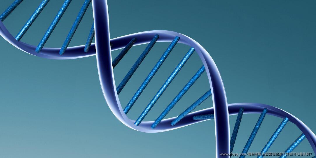 囊胚移植后如果掉出来了肉眼可以看见吗？