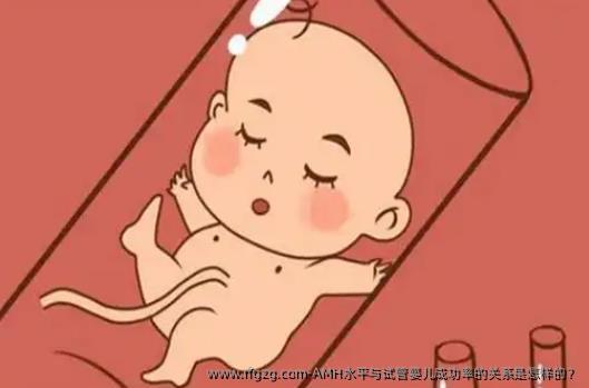 AMH水平与试管婴儿成功率的关系是怎样的？